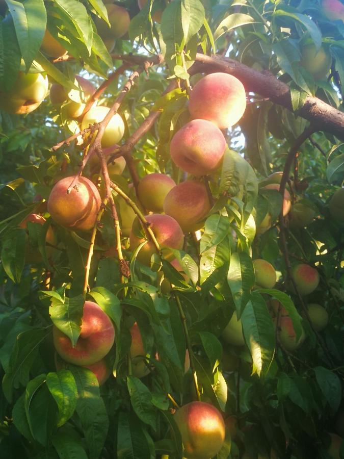 I Roseti Farm stay *