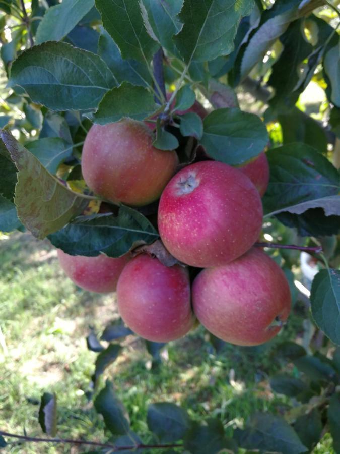 I Roseti Bauernhof